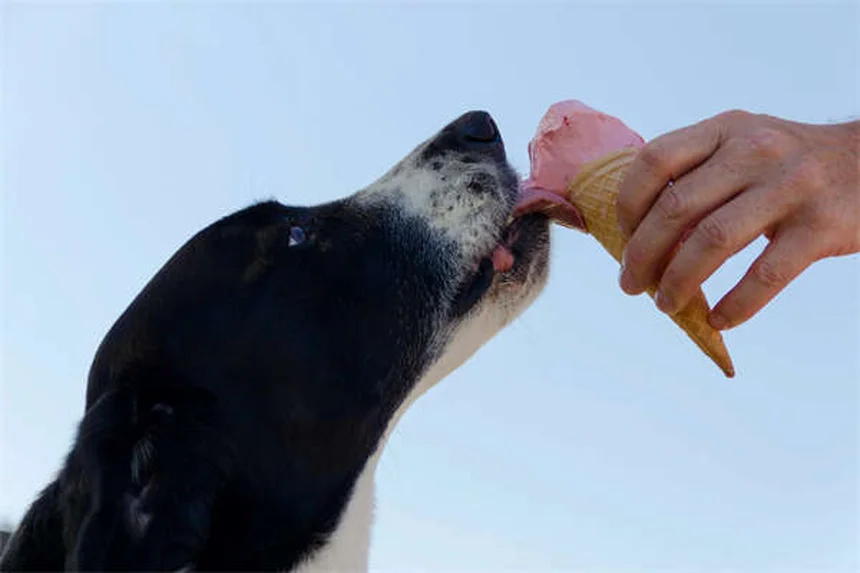 ¿Por qué aúllan los perros? 5 razones sorprendentes que debes conocer