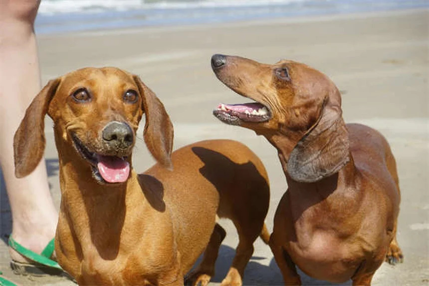 ¿Pueden los perros comer miel? Descubre los beneficios y riesgos