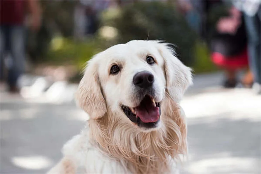 ¿Pueden los perros comer miel? Descubre los beneficios y riesgos