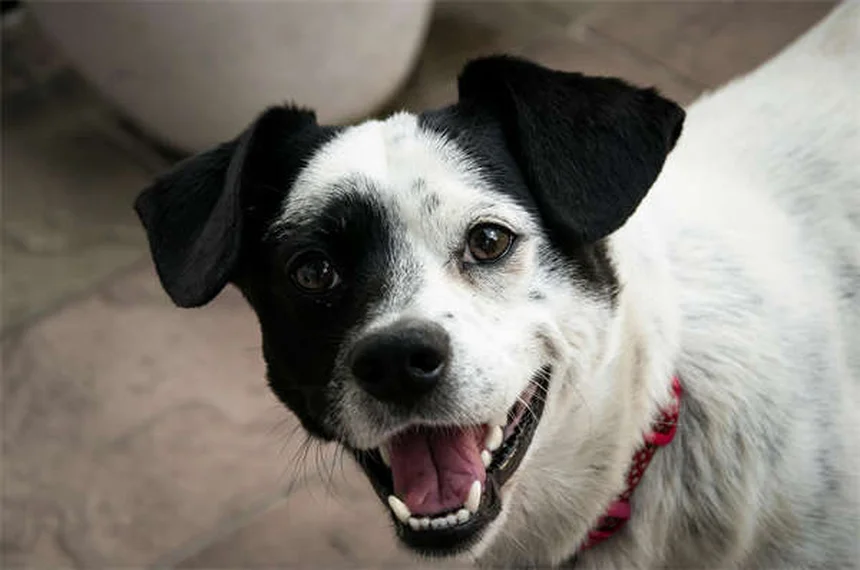 Las 21 mejores razas de perros para dueños primerizos en España