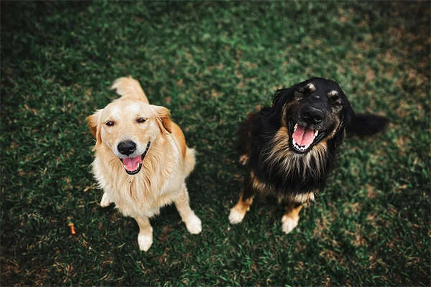 Las 21 mejores razas de perros para dueños primerizos en España
