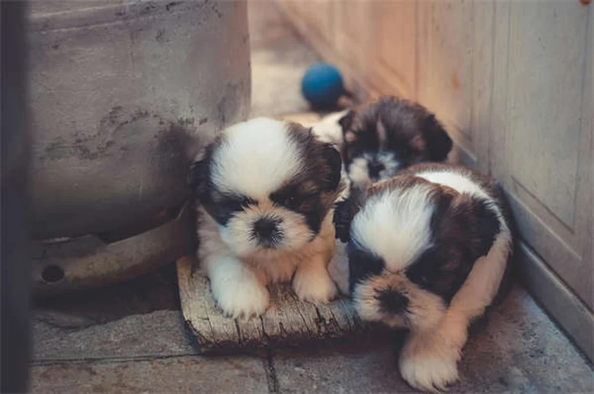 Cómo presentar un perro y un gato: Guía definitiva para una convivencia feliz