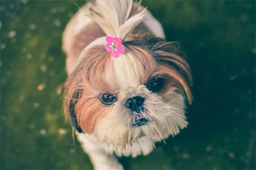 Cómo presentar un perro y un gato: Guía definitiva para una convivencia feliz