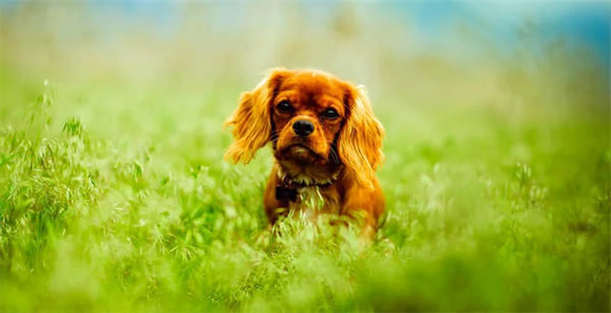 Cómo presentar un perro y un gato: Guía definitiva para una convivencia feliz