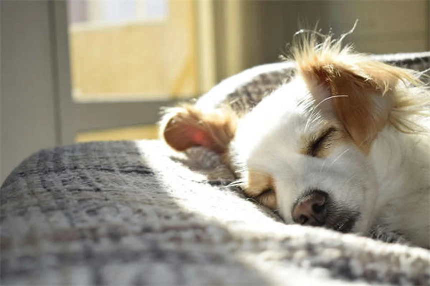 Seguro para perros: ¿realmente funciona y cómo elegir el mejor?