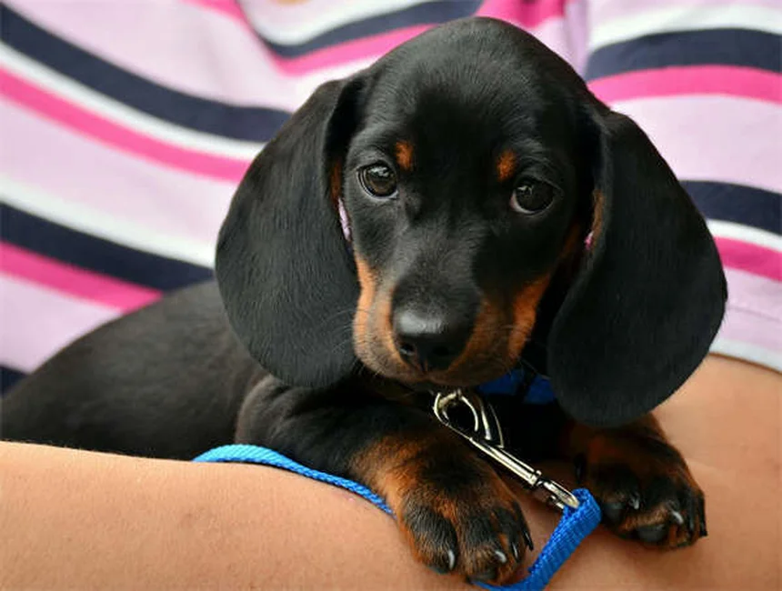 Seguro para perros: ¿realmente funciona y cómo elegir el mejor?