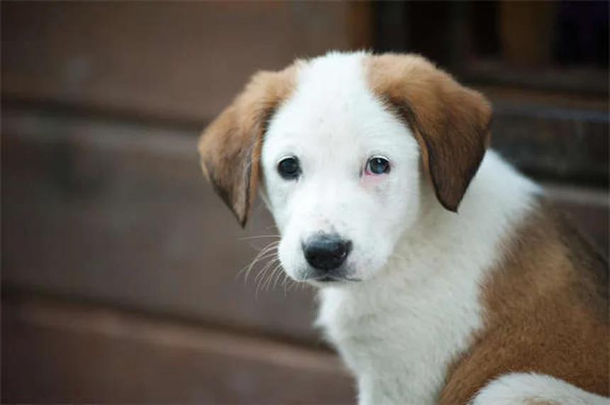 5 recompensas no alimenticias que tu perro adorará