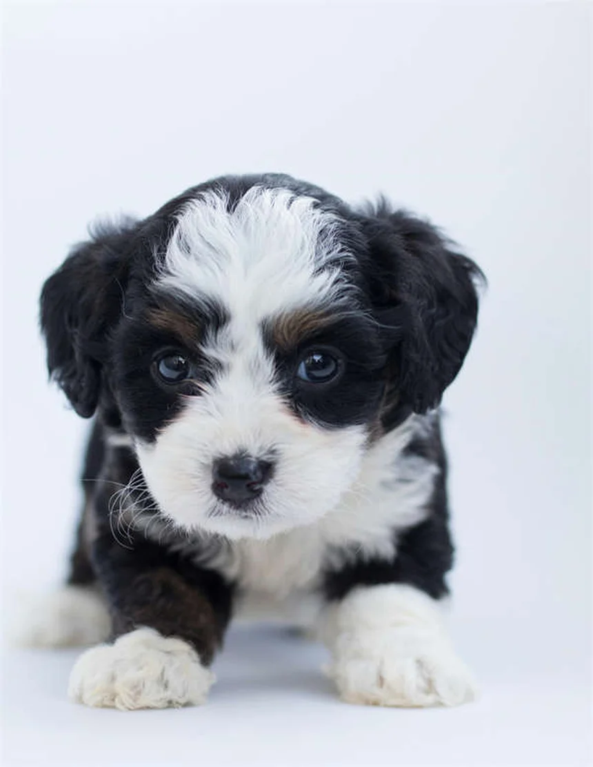 3 Comandos Esenciales Para Perros Antes de Visitar Familia