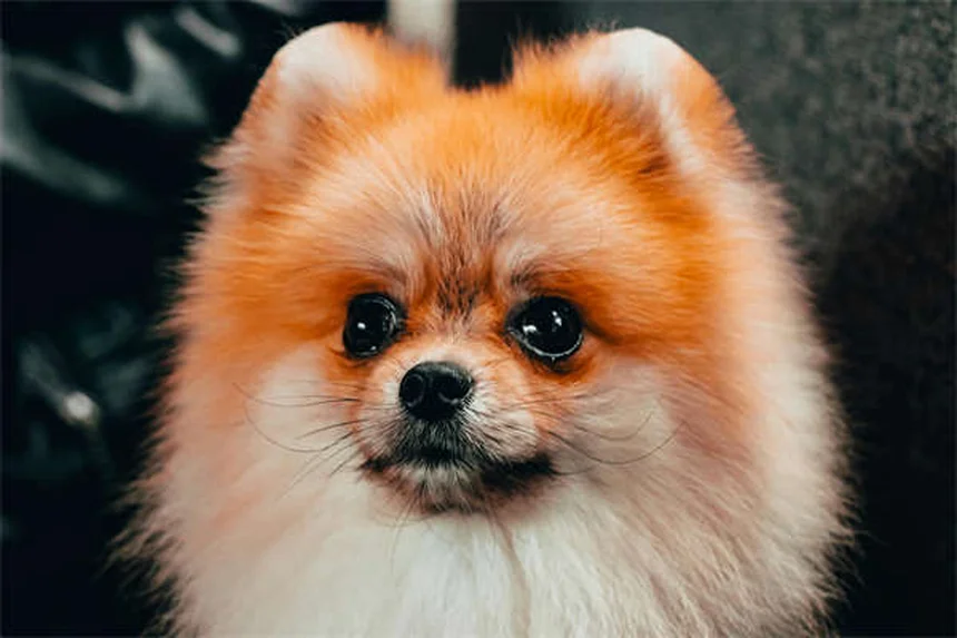 3 Comandos Esenciales Para Perros Antes de Visitar Familia