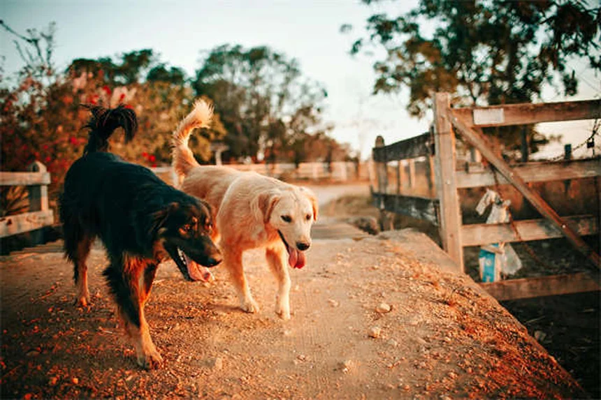 Cómo calmar a un cachorro que llora en su jaula: Guía práctica