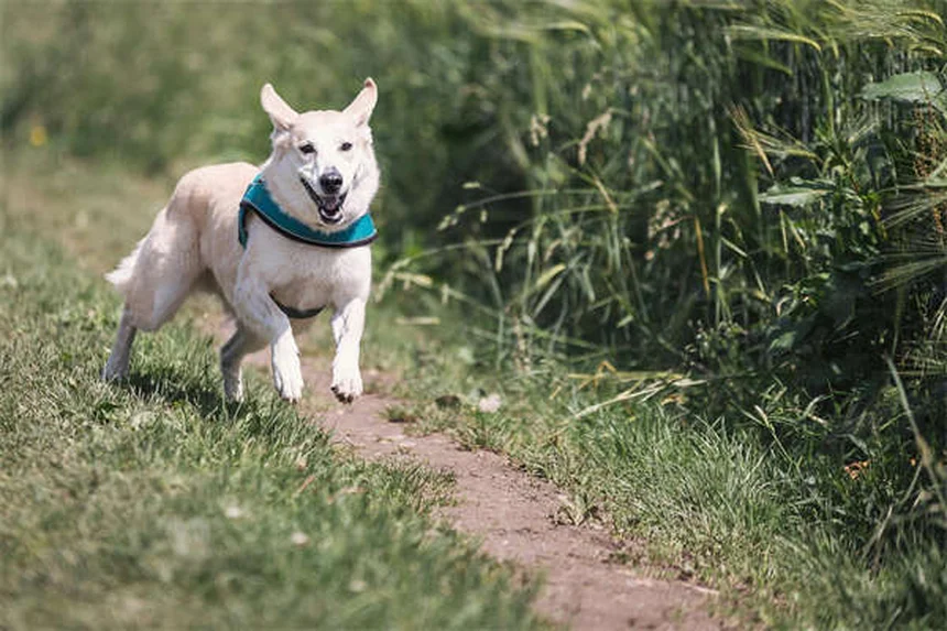 5 consejos esenciales para cuidar a tu perro mayor como un experto