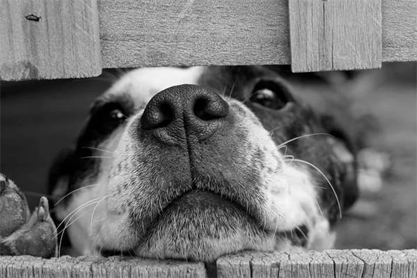 Esterilización en perras: Beneficios, procedimiento y cuidados esenciales