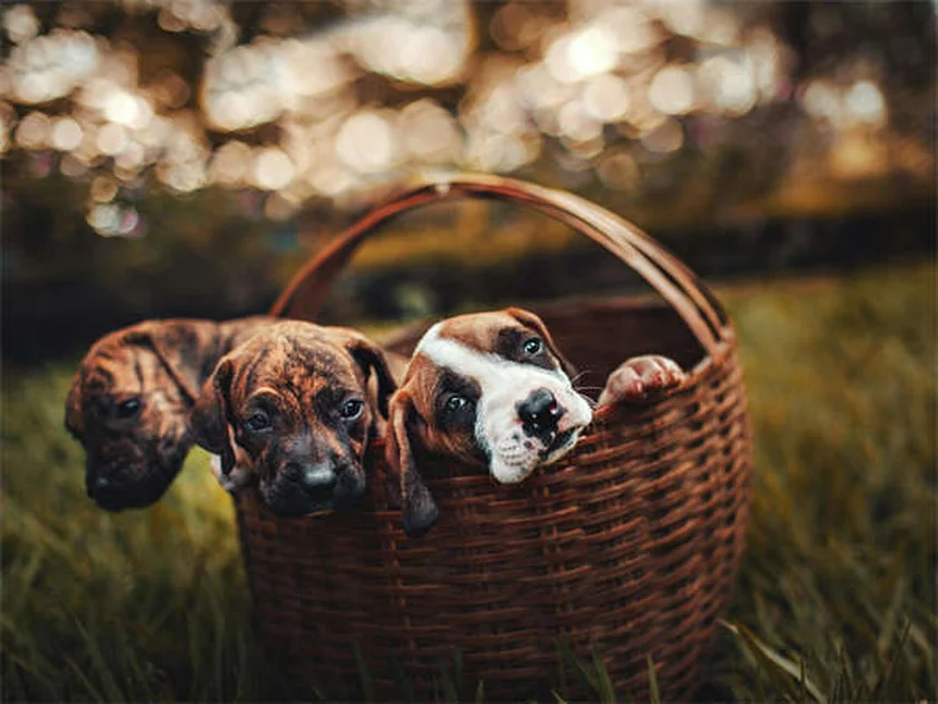 Esterilización en perras: Beneficios, procedimiento y cuidados esenciales