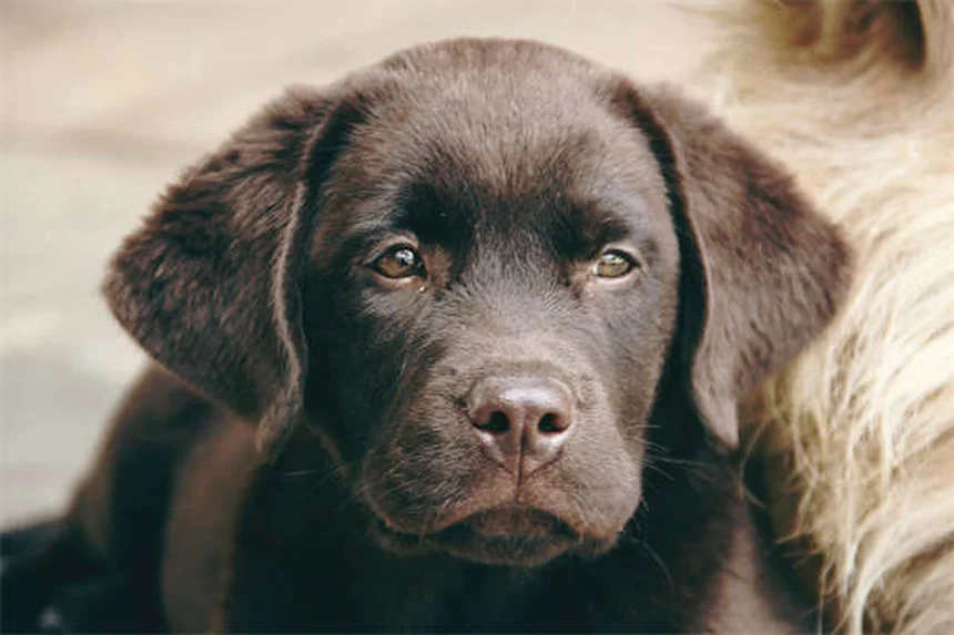 Vómitos y diarrea en cachorros: causas y cuándo acudir al veterinario