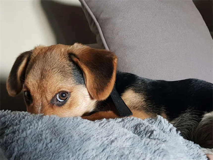 ¿Qué dar de comer a un perro después de vomitar? Guía completa