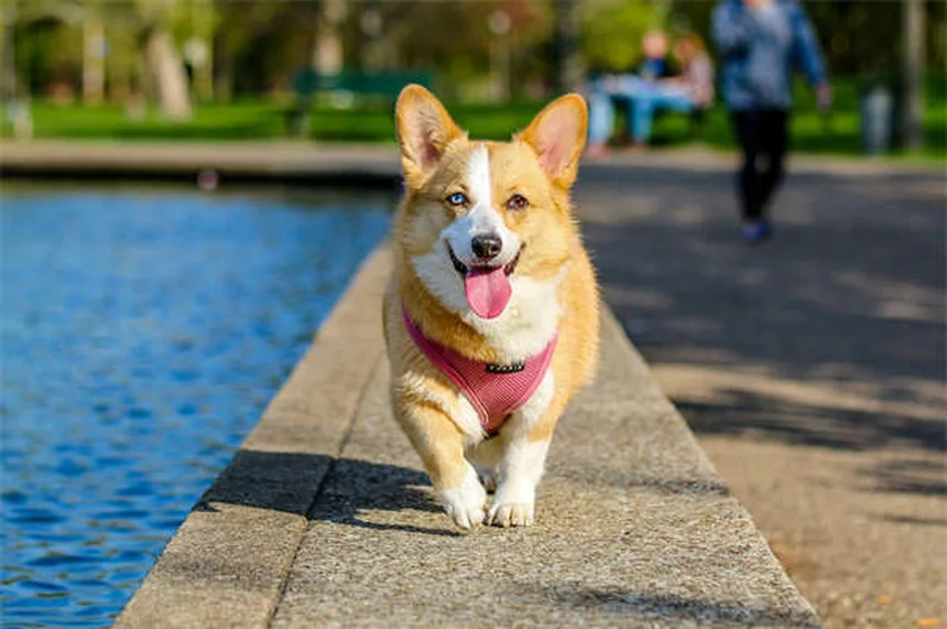 Todo sobre la taurina para perros y gatos: beneficios y guía completa