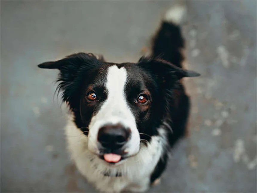 Enzimas pancreáticas para perros y gatos: Guía completa para dueños
