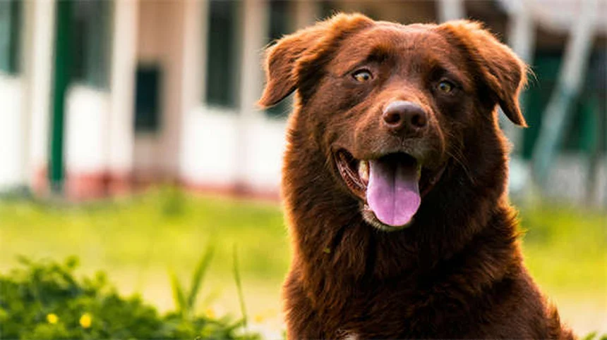 El asombroso olfato canino: 8 datos que no conocías sobre la nariz de tu perro