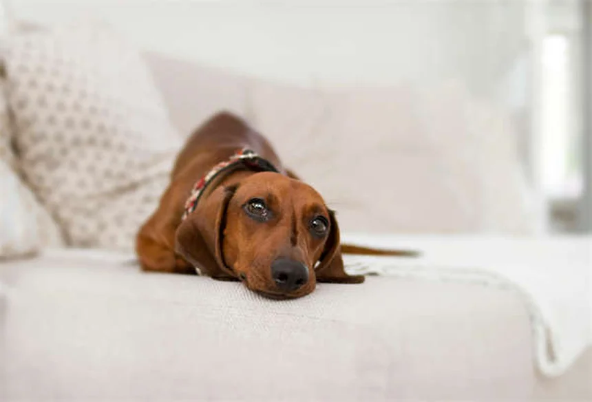 Síndrome de Fanconi en perros: síntomas, tratamiento y esperanza de vida