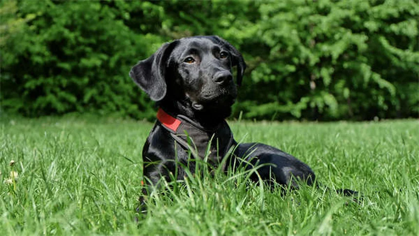 FCE en perros: Todo sobre la embolia fibrocartilaginosa canina