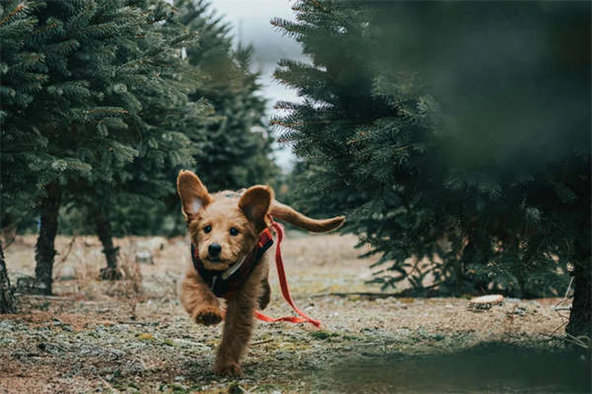 Señales de que tu perro está muriendo: Cómo saber cuándo es el momento
