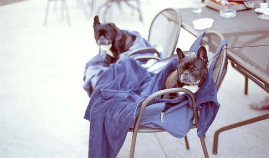 Cómo evitar que tu cachorro haga pis en casa: 5 trucos infalibles