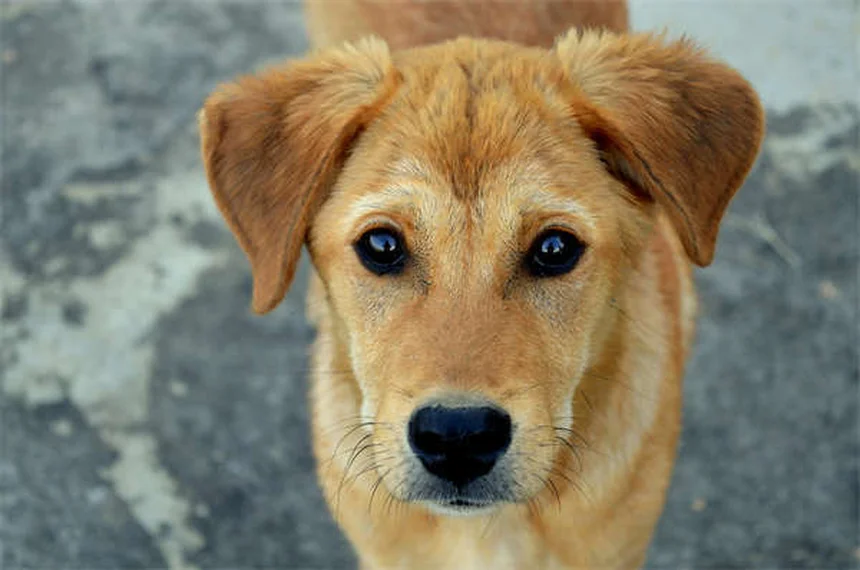 Pruebas de gusano del corazón en perros: Guía completa para dueños responsables