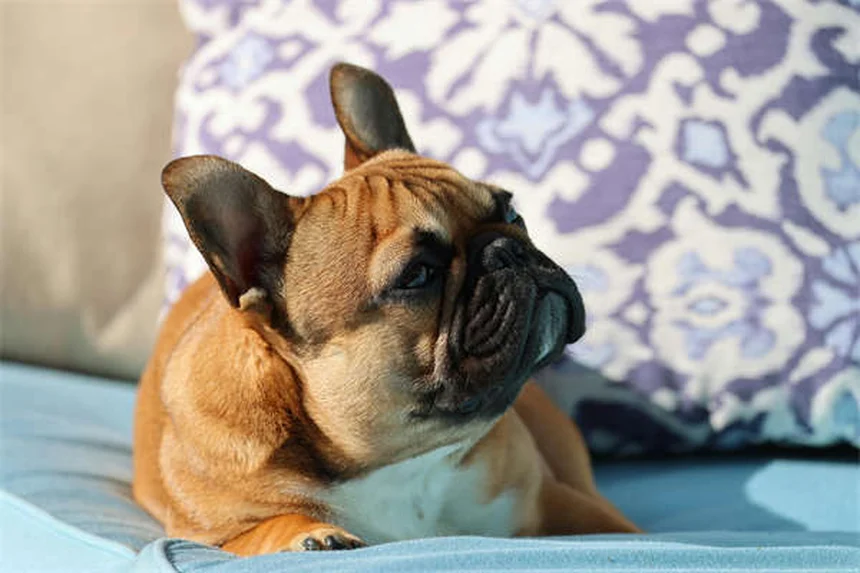 Epistaxis en perros: causas y qué hacer si le sangra la nariz