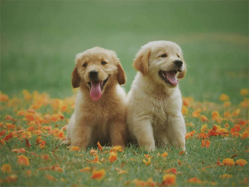 Epistaxis en perros: causas y qué hacer si le sangra la nariz