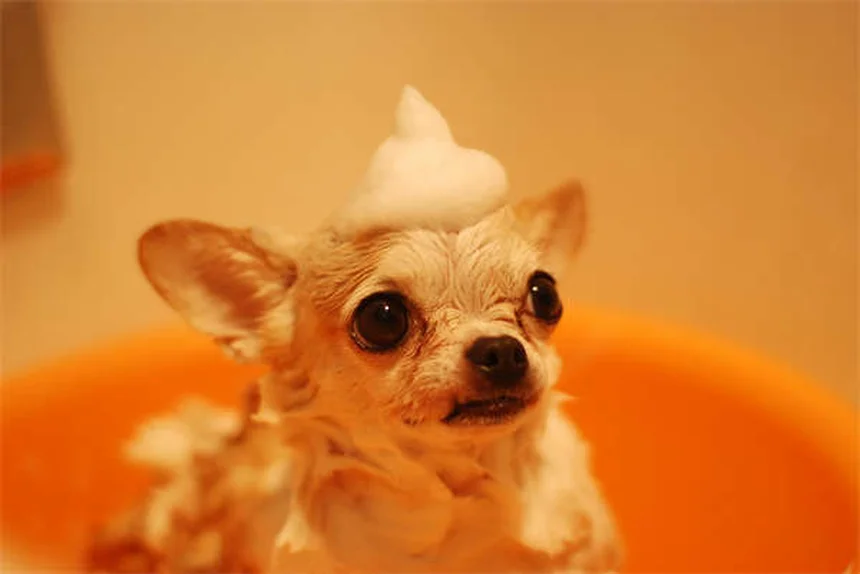 ¿Por qué mi perro tiene mocos? Causas y soluciones